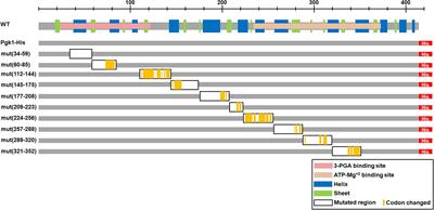 Synonymous mutations in the phosphoglycerate kinase 1 gene induce an altered response to protein misfolding in Schizosaccharomyces pombe